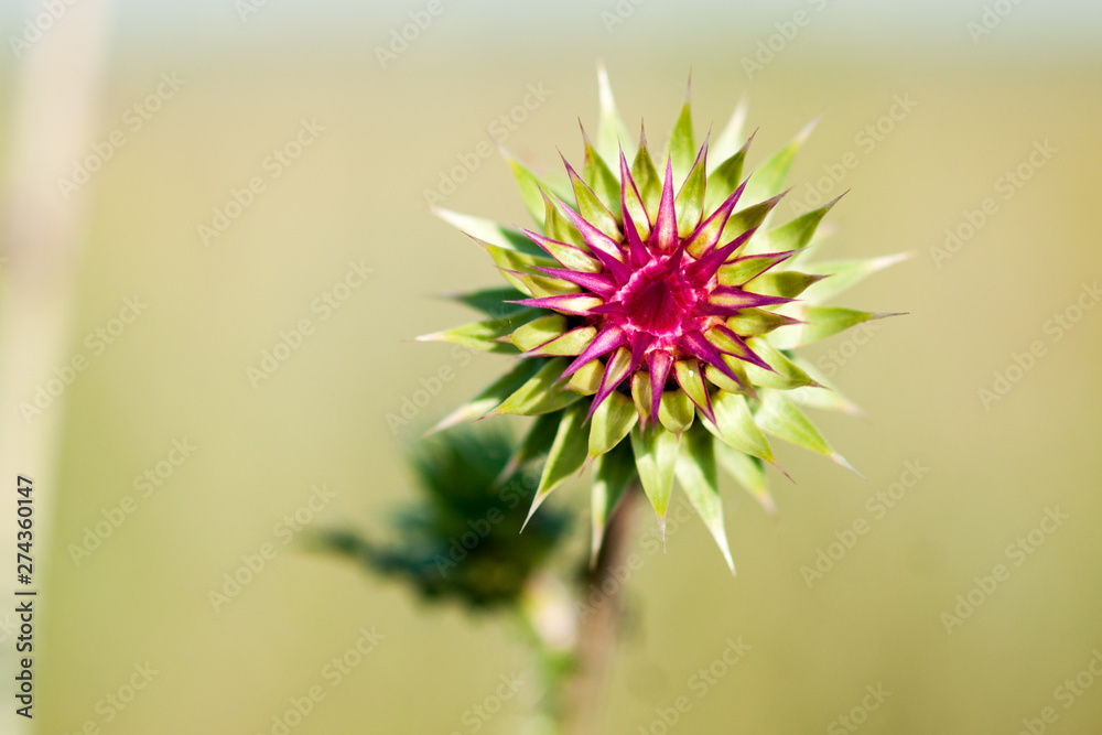 Beautiful thistle flower in summer sunny day
