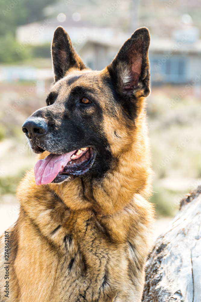 Alert German Shepherd Dog Sitting outdoors next to a rock with blurry background
