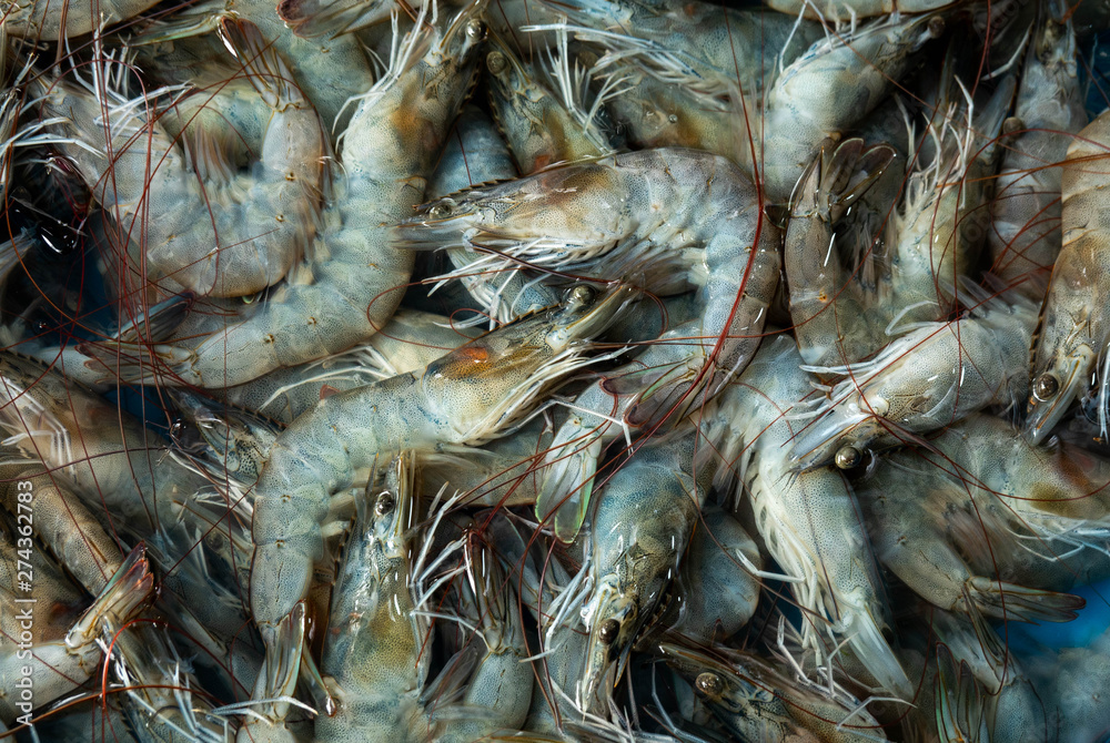 fresh shrimp in the market