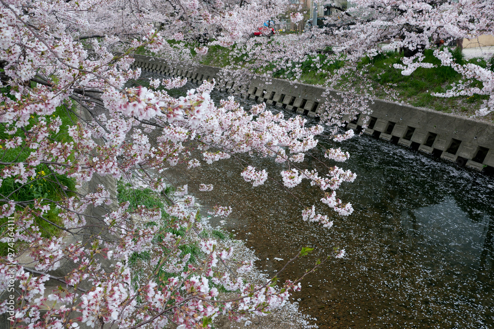 春の満開の桜と五条川の風景