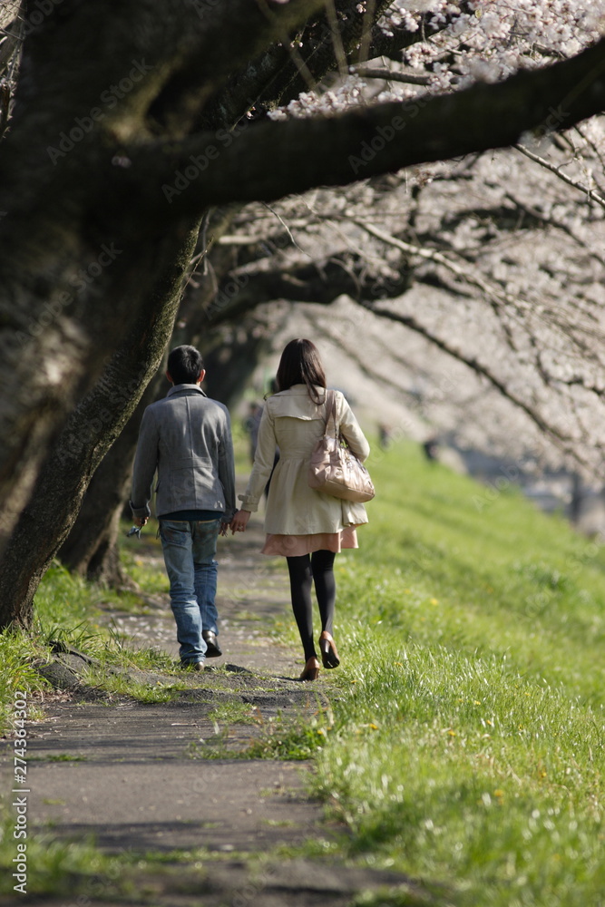 春の満開の桜を見ている男女カップル 春の満開の桜を見ている男女カップル