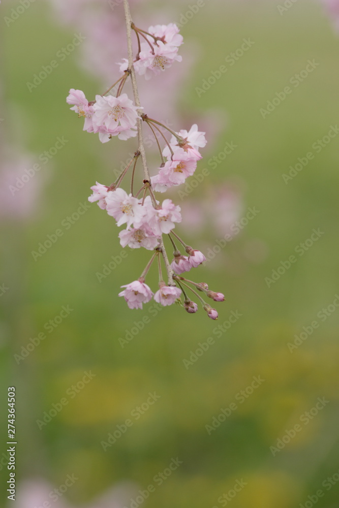 Obraz premium 春の満開の桜の花