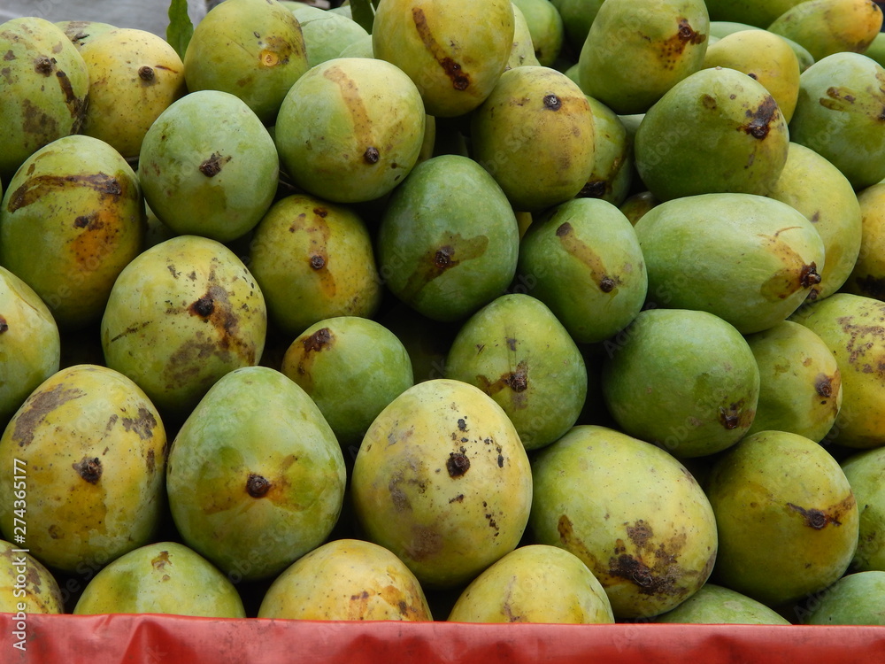 Indian Mango in summer days Indian Mango in summer days