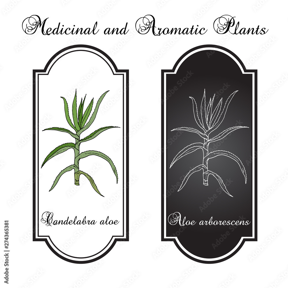 Candelabra aloe Aloe arborescens , medicinal plant Stock Vector Adobe