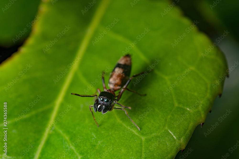 Ant mimic spider on a leaf Ant mimic spider on a leaf