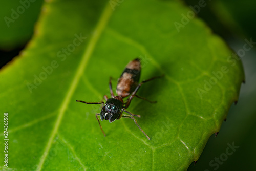 Ant mimic spider on a leaf © A.MIYAKE