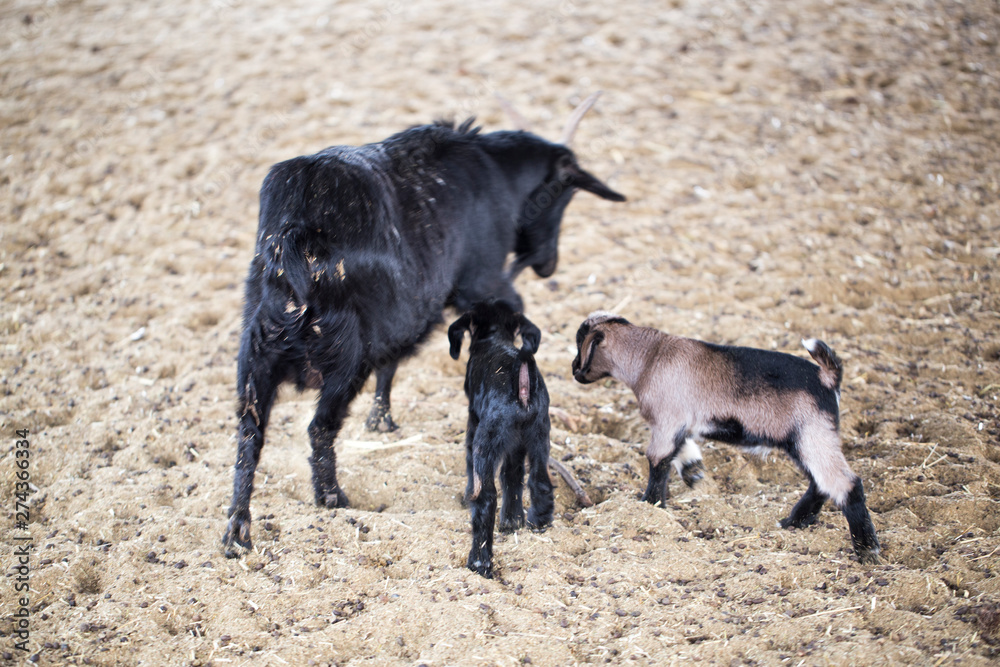 Mother and two baby Goats. Black Goat Family