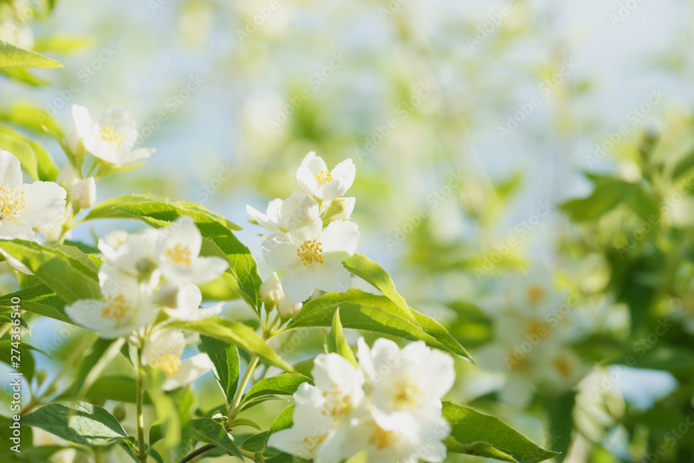 Blooming jasmine bush (Chubushnik)