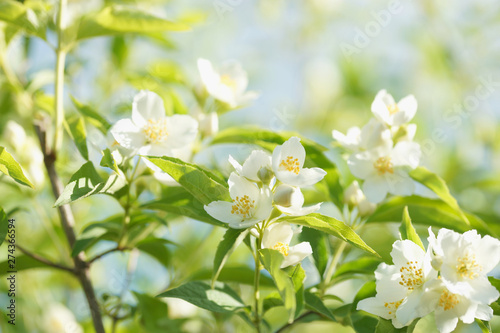 Blooming jasmine bush (Chubushnik) © Olga Tkacheva