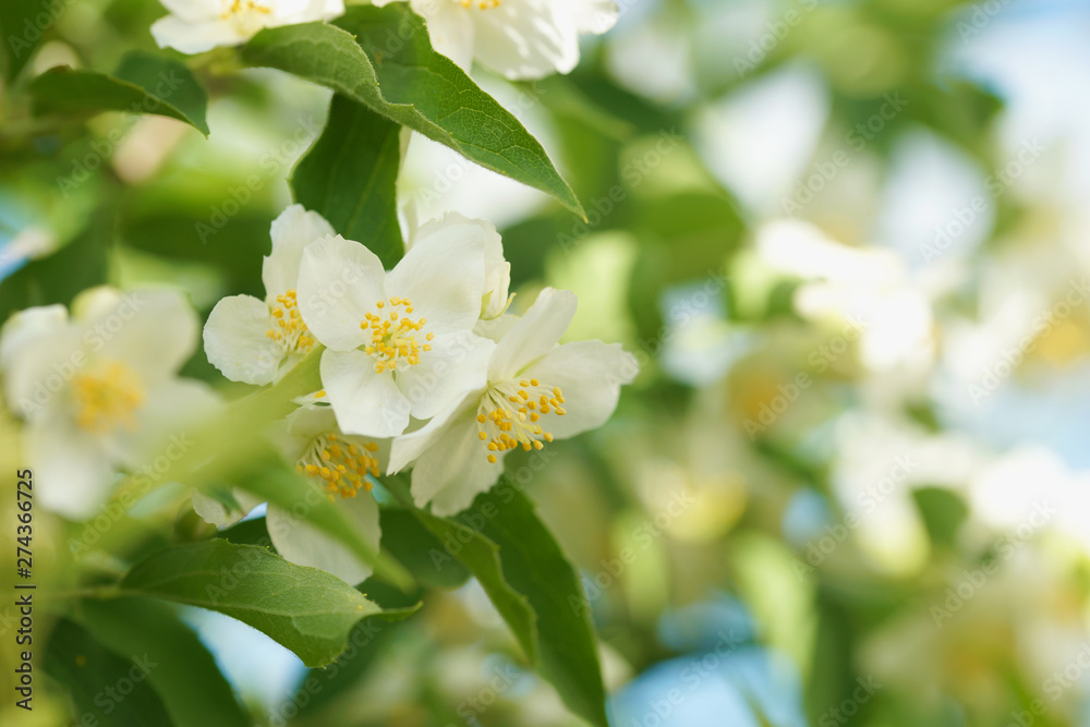 Blooming jasmine bush (Chubushnik)