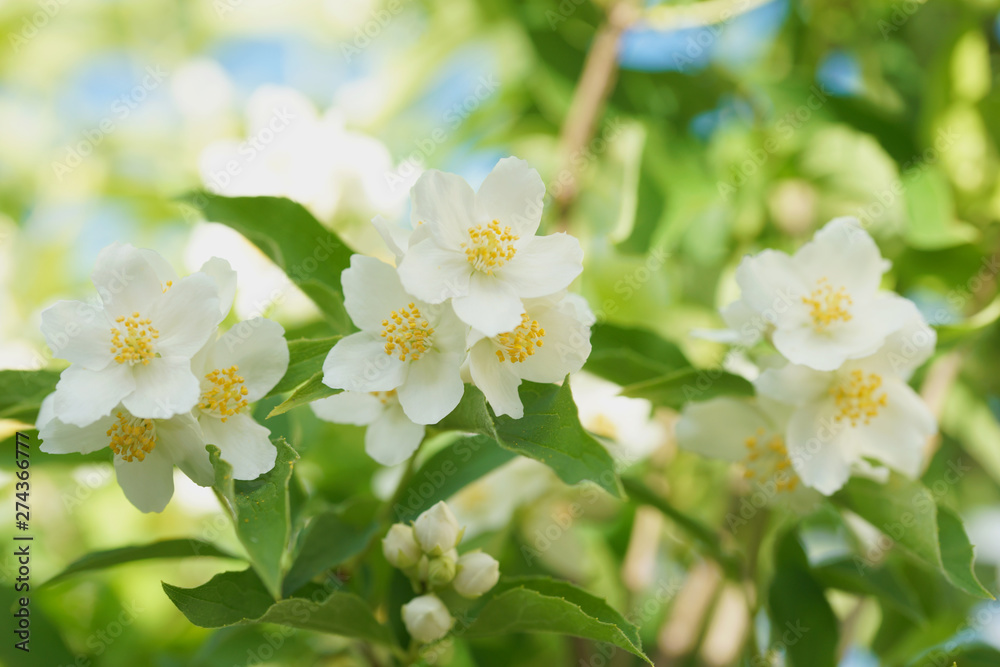 Fototapeta premium Blooming jasmine bush (Chubushnik)