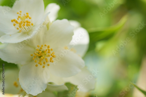 Blooming jasmine bush (Chubushnik)
