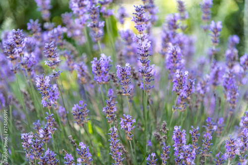 purple lavander plants in close up