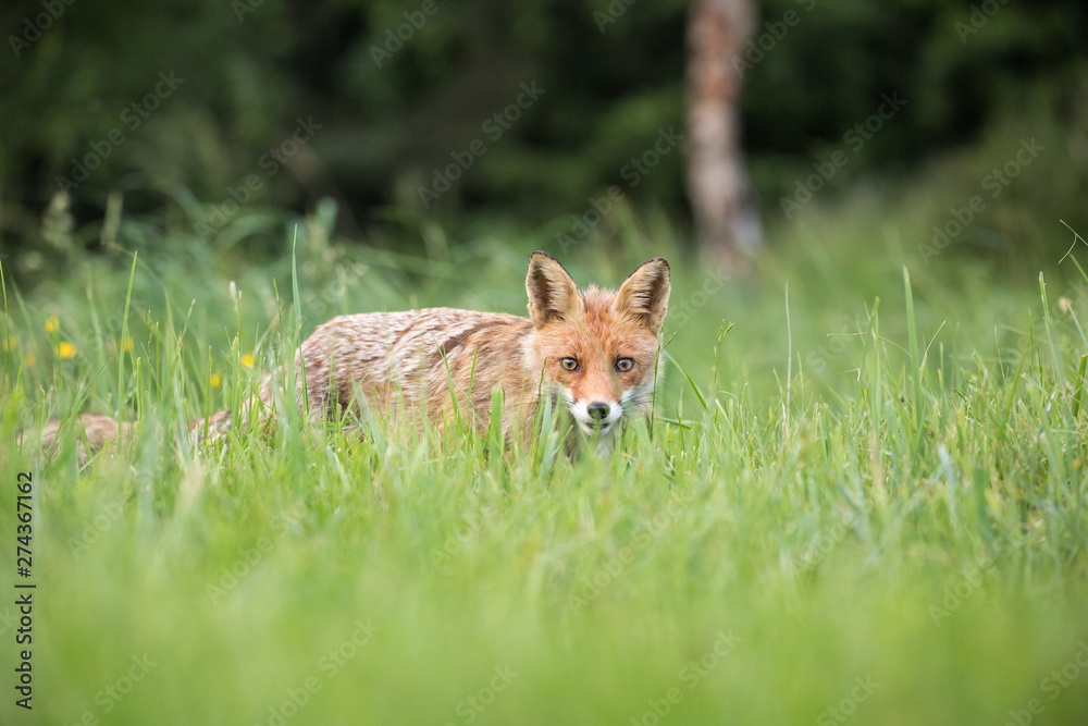 Wild European Red Fox (Vulpes vulpes) amongst the tall grass. Image taken in Slovakia, wildlife. Wild European Red Fox (Vulpes vulpes) amongst the tall grass. Image taken in Slovakia, wildlife.