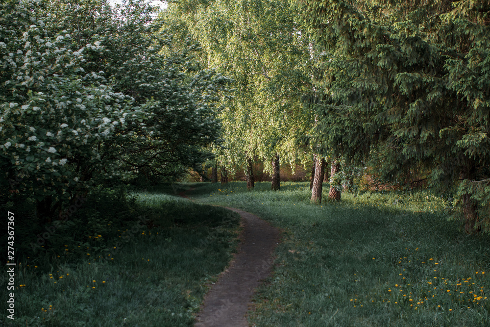 Fototapeta premium The path in the summer forest among the trees of birch and hawthorn. Meadow with dandelions