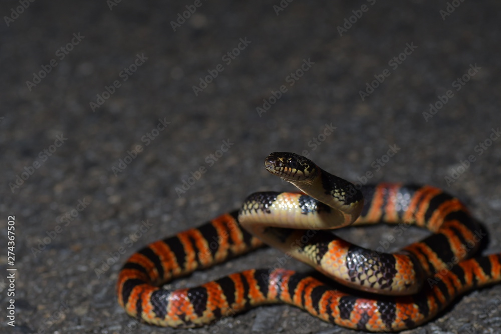 Naklejka premium アカマタ