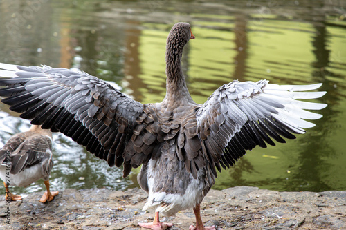 Goose on the lake