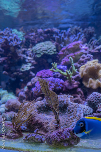Carnas, France - 06 10 2019: Beautiful aquarium in salt water