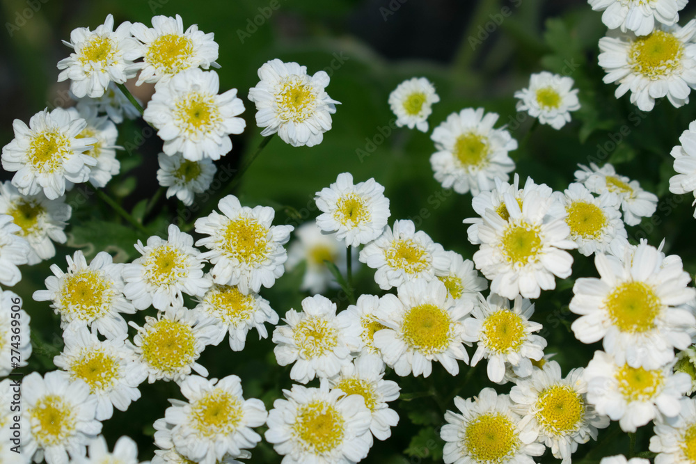 Chamomile white flowers with a yellow center have medicinal properties of a garden plant for design background Chamomile white flowers with a yellow center have medicinal properties of a garden plant for design background