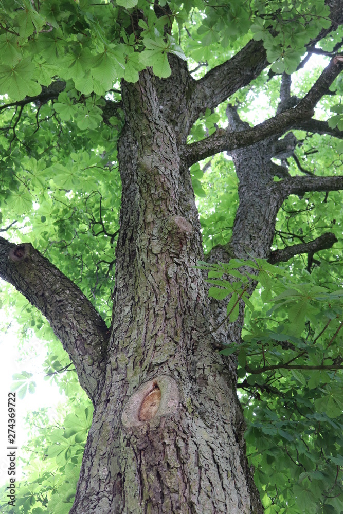 Fototapeta premium Kastanie Kastanienbaum Blick in die Krone