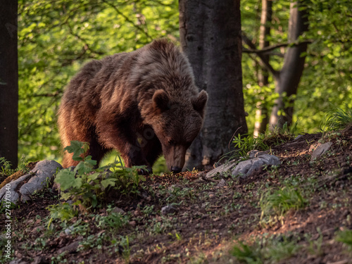 Brown bear  Ursus arctos  in summer forest by golden hour. Brown bear in evening forest by sunset.