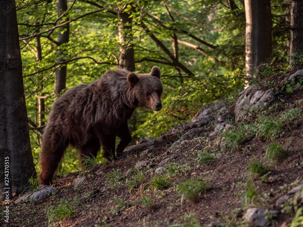 Brown bear (Ursus arctos) in summer forest by golden hour. Brown bear in evening forest by sunset. Brown bear (Ursus arctos) in summer forest by golden hour. Brown bear in evening forest by sunset.