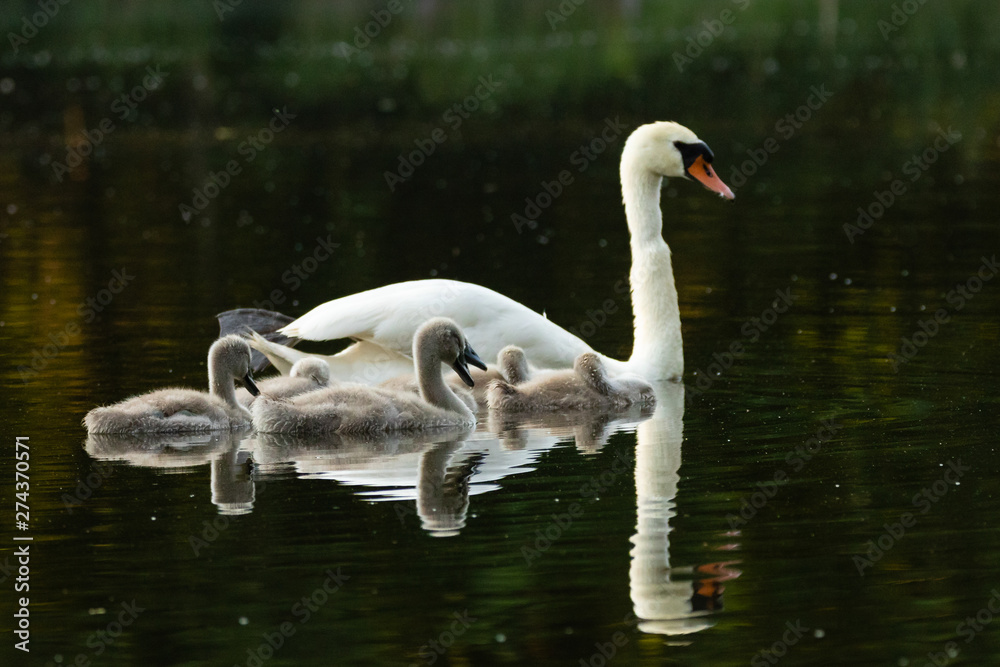 Fototapeta premium Schwan