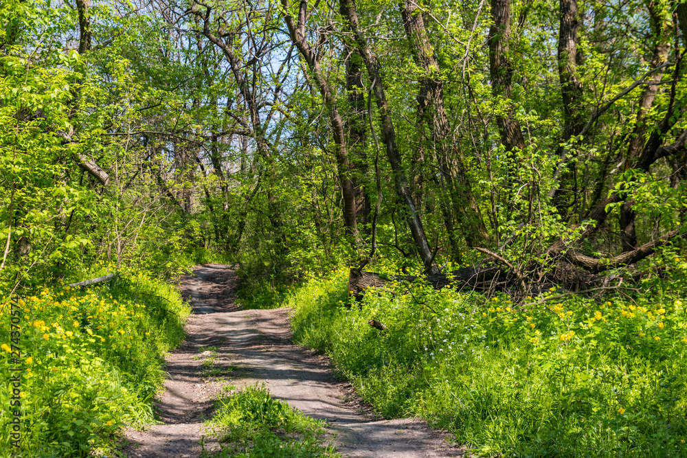 Dirt road in a green forest at spring