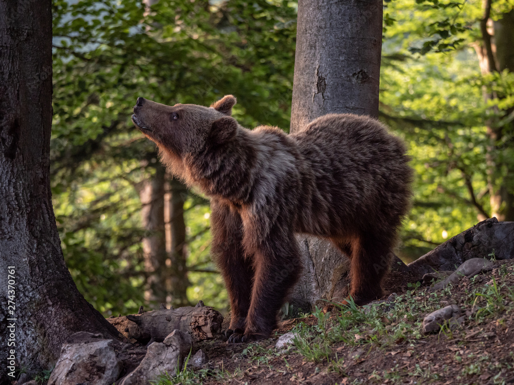 Fototapeta premium Brown bear (Ursus arctos) in summer forest by golden hour. Brown bear in evening forest by sunset.