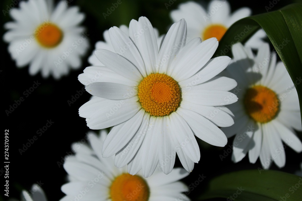 Obraz premium daisies on green background