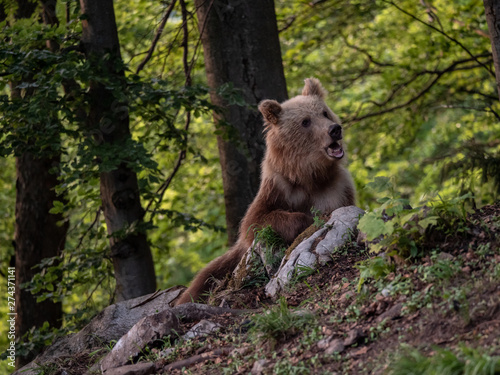 Brown bear (Ursus arctos) in summer forest by golden hour. Brown bear in evening forest by sunset.