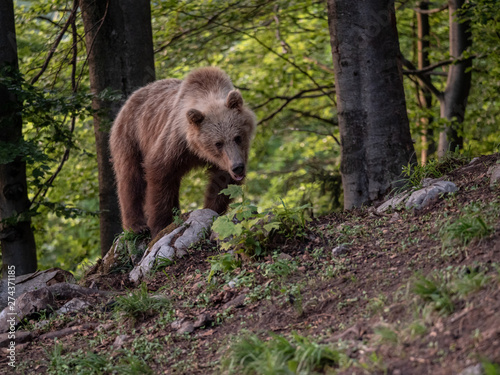 Brown bear (Ursus arctos) in summer forest by golden hour. Brown bear in evening forest by sunset. © Peter
