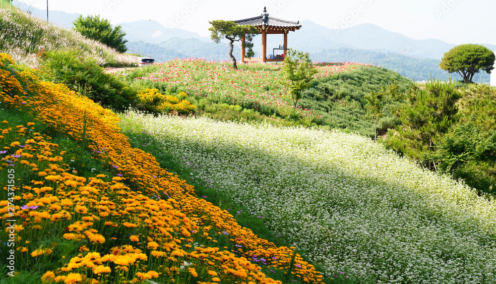 화순 남산공원의 메밀꽃