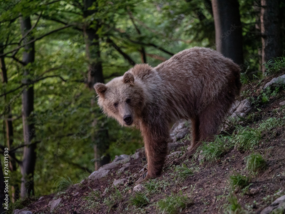 Brown bear (Ursus arctos) in summer forest by golden hour. Brown bear in evening forest by sunset. Brown bear (Ursus arctos) in summer forest by golden hour. Brown bear in evening forest by sunset.