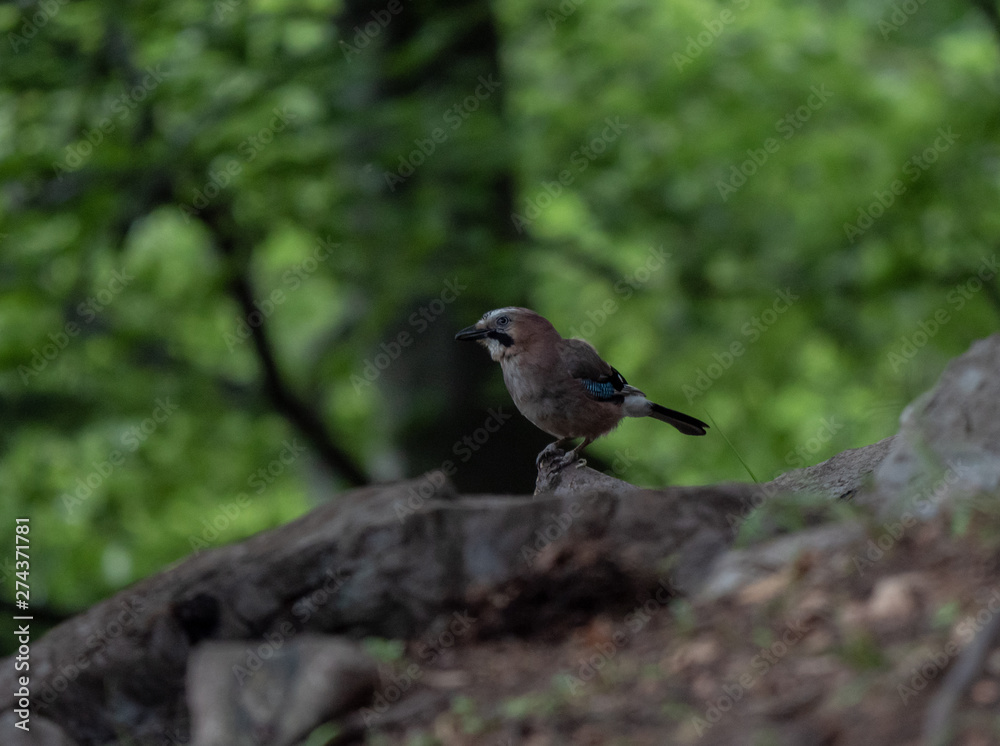 Eurasian jay in dark forest. Eurasian jay in summer forest. Eurasian jay in dark forest. Eurasian jay in summer forest.