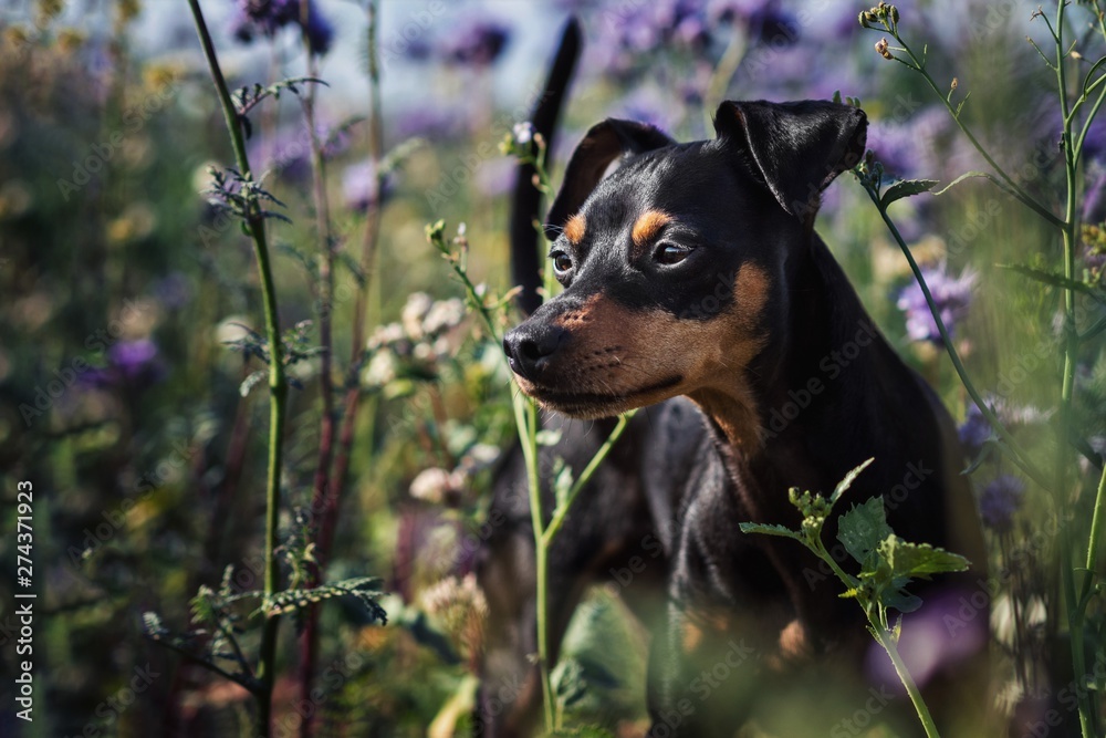 Portrait Hund im Sommer zwischen Lila Blumen in einem Feld Portrait Hund im Sommer zwischen Lila Blumen in einem Feld