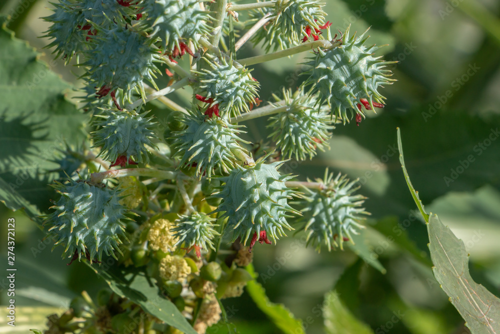 castor bean or castor oil plant (Ricinus communis), Inflorescence with male and female flowers