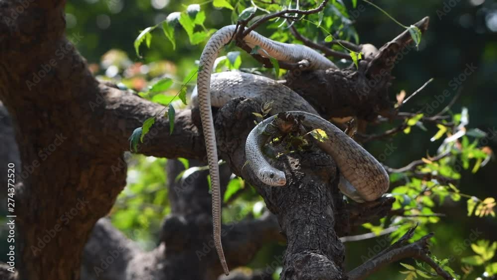 rat snake closeup portrait on tree moving branch long dangerous rat snake closeup portrait on tree moving branch long dangerous