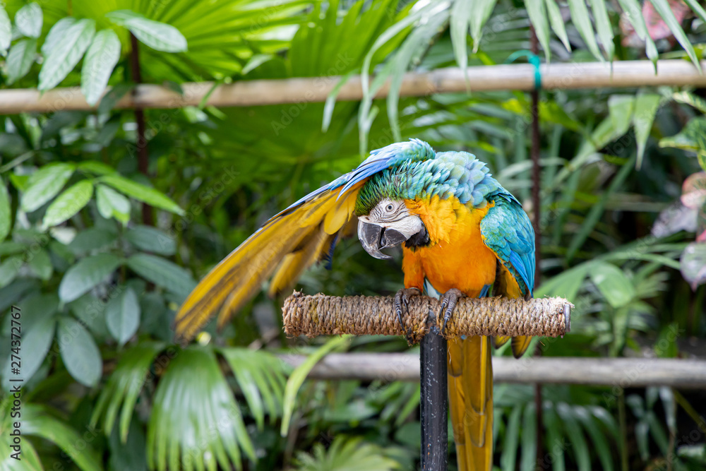 Obraz premium A parrot sitting on a tree