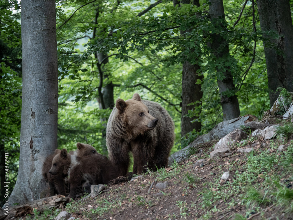 Brown bear (Ursus arctos) in summer forest by sunrise. Brown bear with young brown bear. Brown bear (Ursus arctos) in summer forest by sunrise. Brown bear with young brown bear.