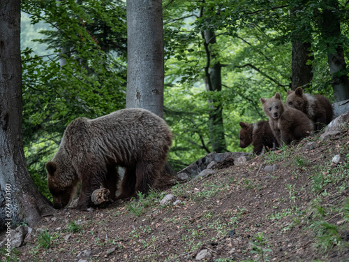 Brown bear (Ursus arctos) in summer forest by sunrise. Brown bear with young brown bear.