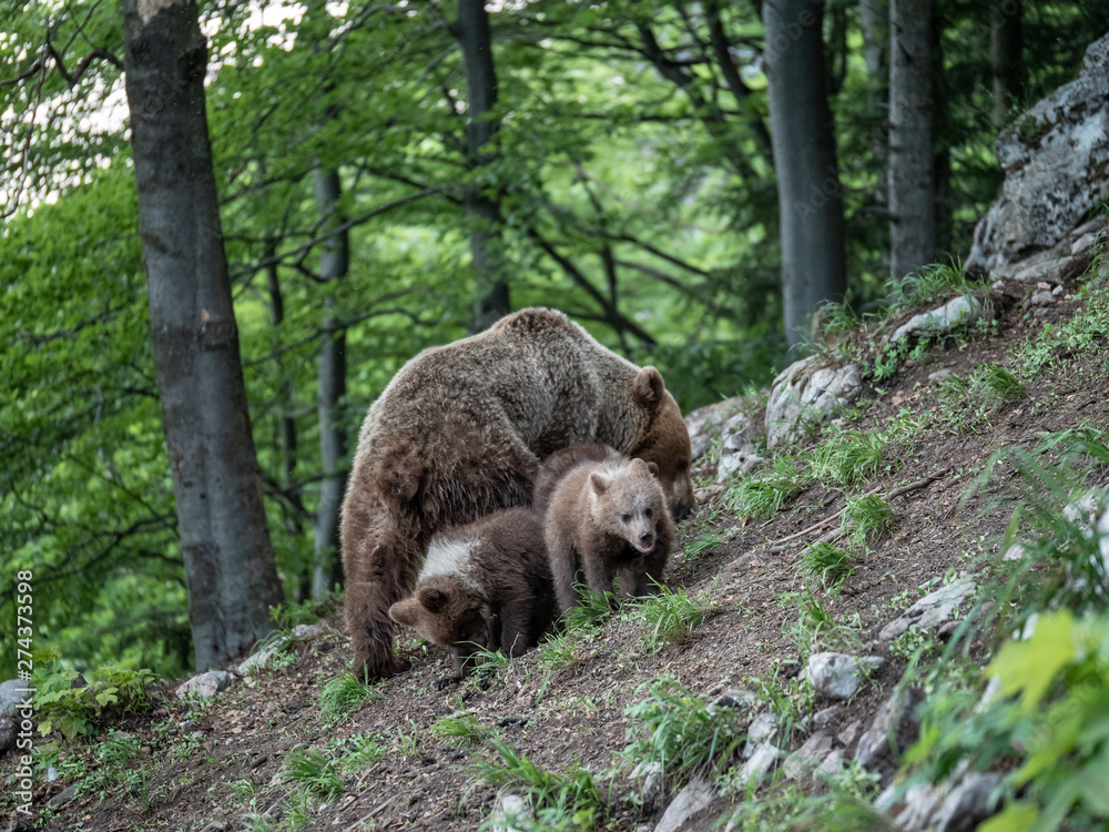 Brown bear (Ursus arctos) in summer forest by sunrise. Brown bear with young brown bear.