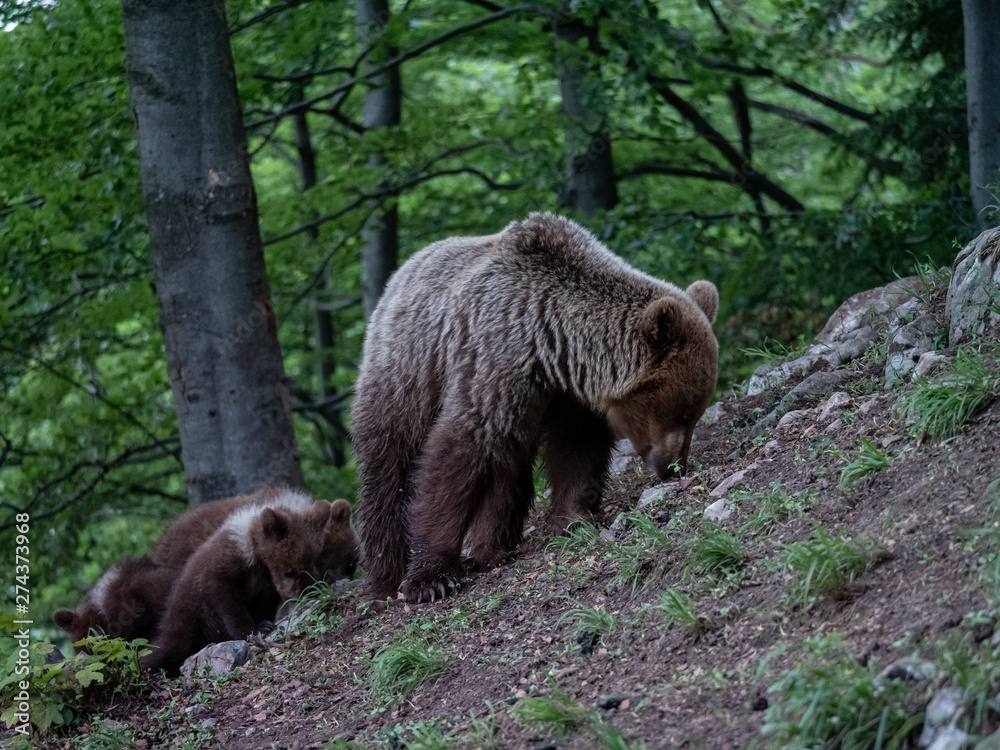 Brown bear (Ursus arctos) in summer forest by sunrise. Brown bear with young brown bear.