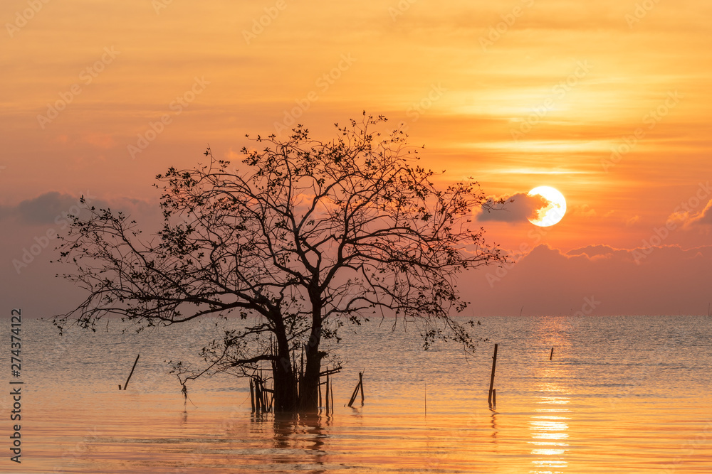 Fototapeta premium Beautiful shape tree with sunrise and golden color sky, clouds.