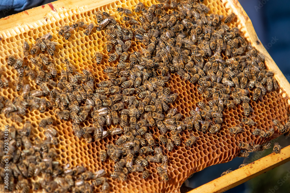 Rahmen mit Honigbienen auf Waben Rahmen mit Honigbienen auf Waben