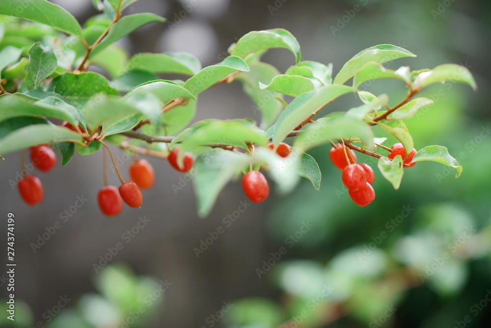 グミの実, Red berries growing in a garden. Silverberry Oleaster, Japanese Silverberry, gumi
