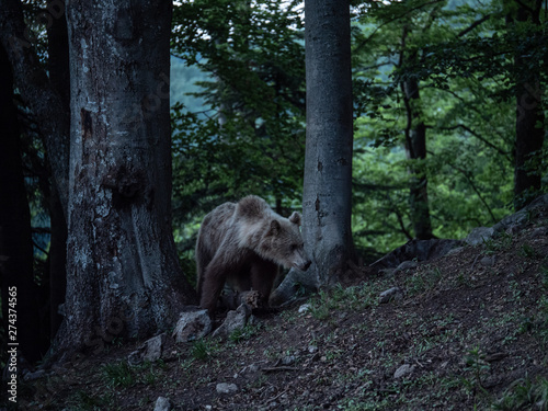 Brown bear  Ursus arctos  in summer forest after sunset. Brown bear in evening forest after sunset.