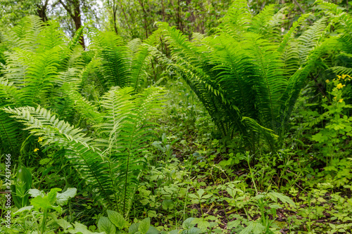 Green fern in a forest