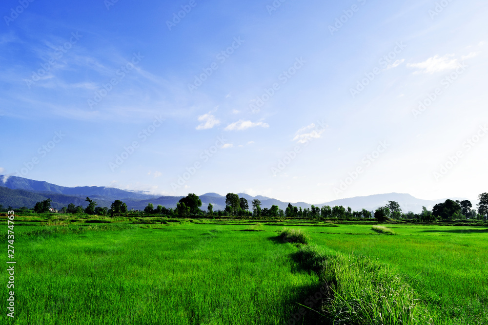 landscape with green field and blue sky rice