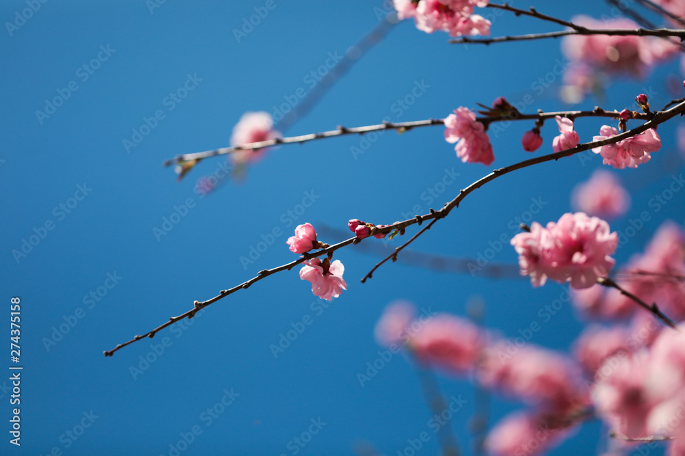 sakura cherry blossoms tree in pink color on blue sky background, turn full blooming ,full frame photo good for pink background sakura cherry blossoms tree in pink color on blue sky background, turn full blooming ,full frame photo good for pink background